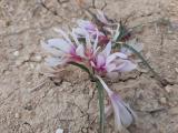 Colchicum triphyllum