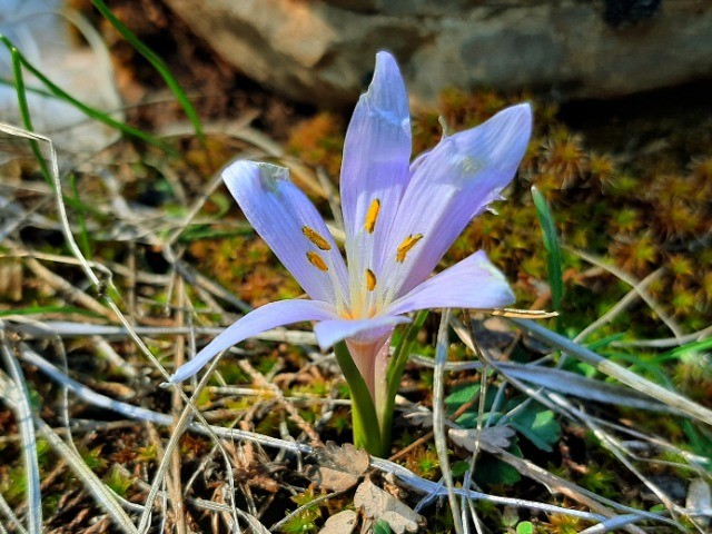 Colchicum triphyllum