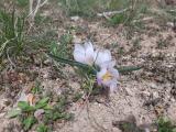 Colchicum triphyllum