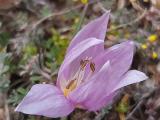 Colchicum triphyllum