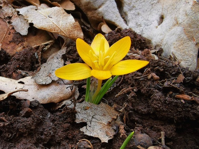 Crocus chrysanthus