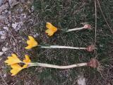 Crocus chrysanthus