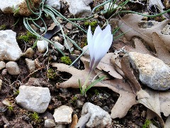Crocus baytopiorum
