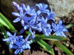 Scilla bifolia