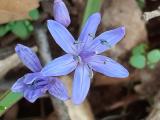 Scilla bifolia