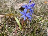 Scilla bifolia