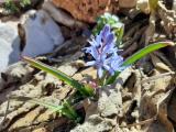 Scilla bifolia