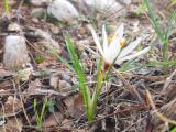 Crocus fleischeri