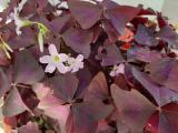 Oxalis triangularis