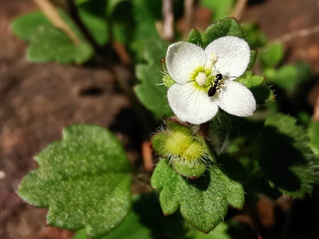 Veronica cymbalaria