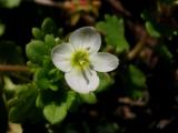 Veronica cymbalaria