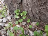 Veronica cymbalaria