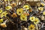 Tussilago farfara