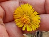 Tussilago farfara