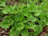 Tussilago farfara