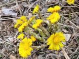 Tussilago farfara