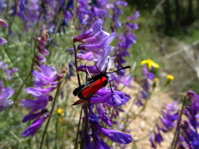 Vicia cracca