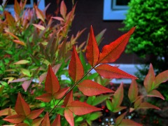 Nandina domestica