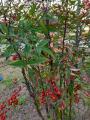 Nandina domestica