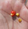 Nandina domestica