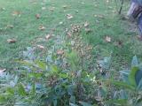 Nandina domestica