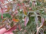 Nandina domestica