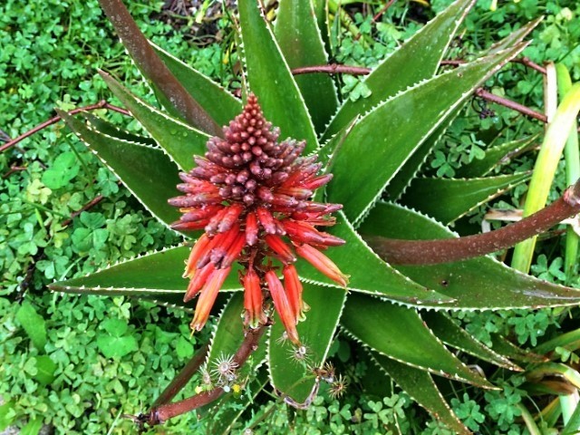 Aloe delaetii