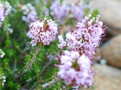 Erica manipuliflora