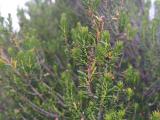 Erica manipuliflora