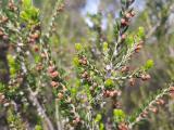 Erica manipuliflora