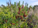 Erica manipuliflora