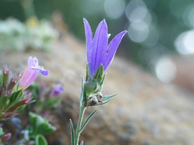 Campanula stricta