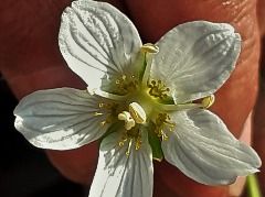 Parnassia palustris