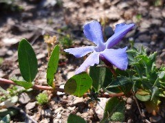 Vinca herbacea