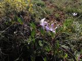 Vinca herbacea