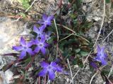 Vinca herbacea