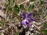 Vinca herbacea