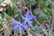 Vinca herbacea