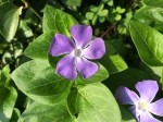 Vinca herbacea