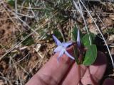 Vinca herbacea