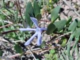 Vinca herbacea