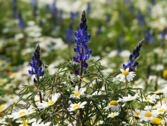 Lupinus angustifolius