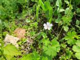 Geranium pyrenaicum