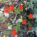 Adonis flammea