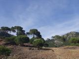 Pinus pinea