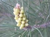 Pinus halepensis