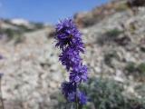 Globularia orientalis