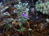 Clinopodium graveolens