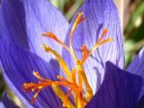 Crocus speciosus