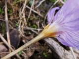 Crocus speciosus